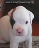 Tanyati B Litter