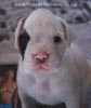 Tanyati B Litter