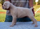 Tanyati B Litter