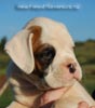 Tanyati B Litter