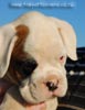 Tanyati B Litter