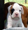 Tanyati B Litter