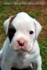 Tanyati B Litter