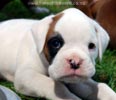 Tanyati B Litter