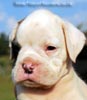 Tanyati B Litter