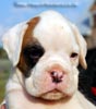 Tanyati B Litter