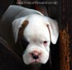 Tanyati B Litter