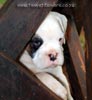 Tanyati B Litter