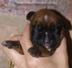 Tanyati B Litter