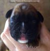 Tanyati B Litter