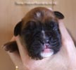 Tanyati B Litter