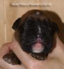 Tanyati B Litter