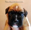Tanyati B Litter