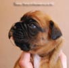 Tanyati B Litter