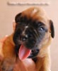 Tanyati B Litter