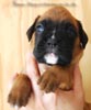 Tanyati B Litter