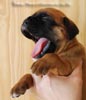 Tanyati B Litter