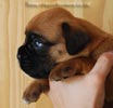 Tanyati B Litter