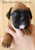 Tanyati B Litter