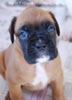 Tanyati B Litter