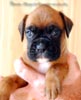 Tanyati B Litter