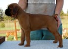 Tanyati B Litter