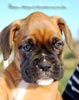 Tanyati B Litter
