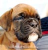 Tanyati B Litter