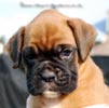 Tanyati B Litter