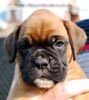 Tanyati B Litter