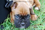 Tanyati B Litter