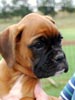 Tanyati B Litter