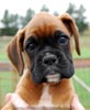 Tanyati B Litter