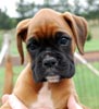 Tanyati B Litter