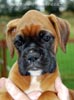 Tanyati B Litter