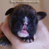 Tanyati B Litter