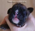 Tanyati B Litter
