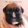 Tanyati B Litter