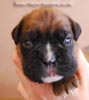 Tanyati B Litter