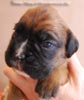Tanyati B Litter