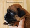 Tanyati B Litter