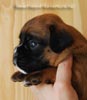Tanyati B Litter