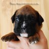 Tanyati B Litter
