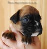 Tanyati B Litter
