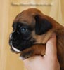 Tanyati B Litter