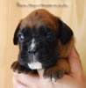 Tanyati B Litter