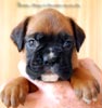 Tanyati B Litter