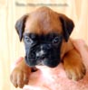 Tanyati B Litter