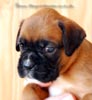 Tanyati B Litter