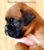 Tanyati B Litter